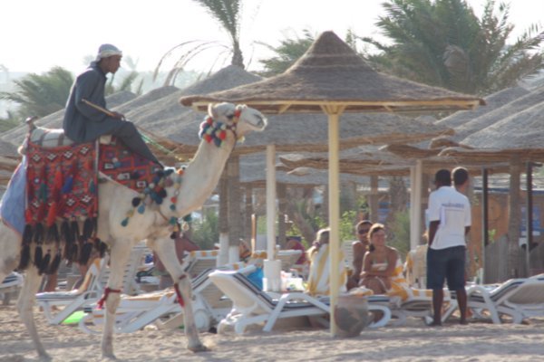 Camel patrolling the beach