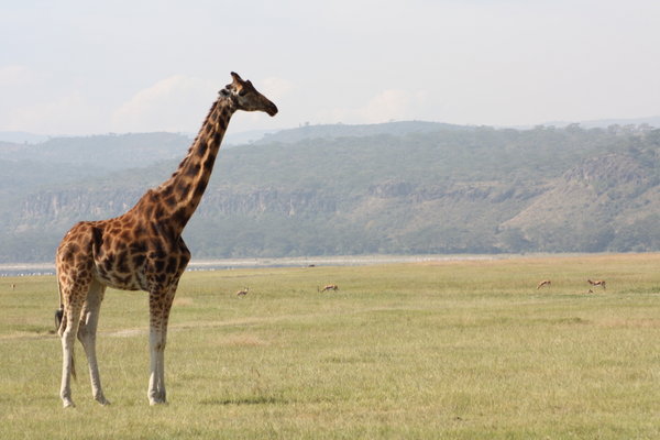 Giraffe, Lake Nakuru NP