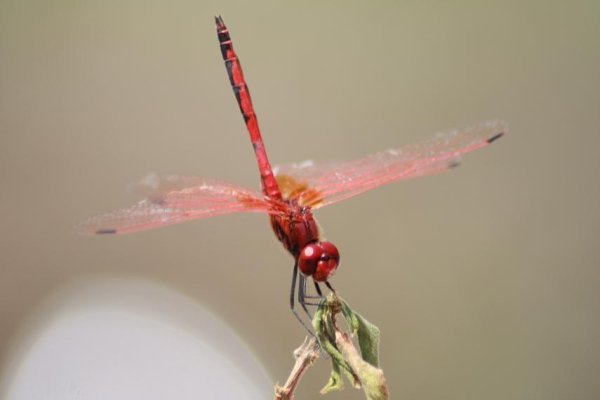 Magnificent dragonfly
