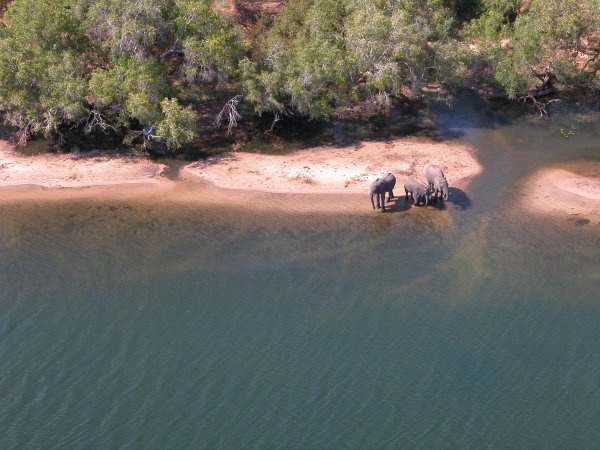 elephants in zambezi