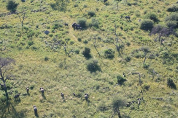 Herds of elephants