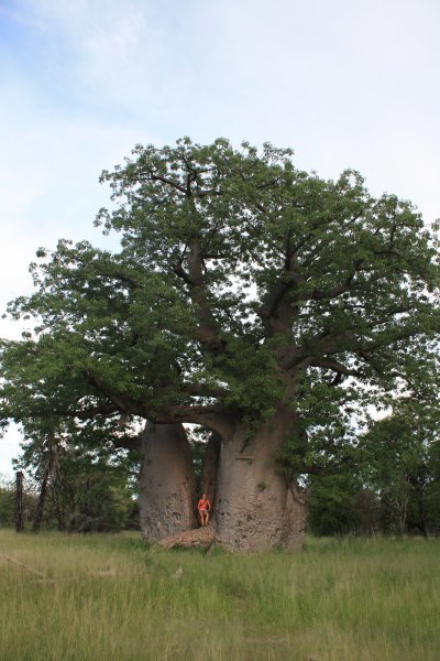 HUGE BaoBao Tree