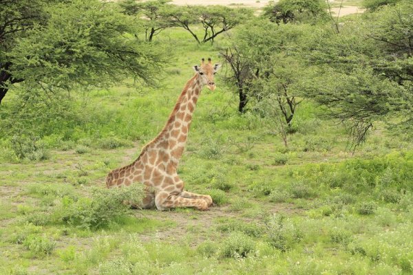 Giraffe taking it easy