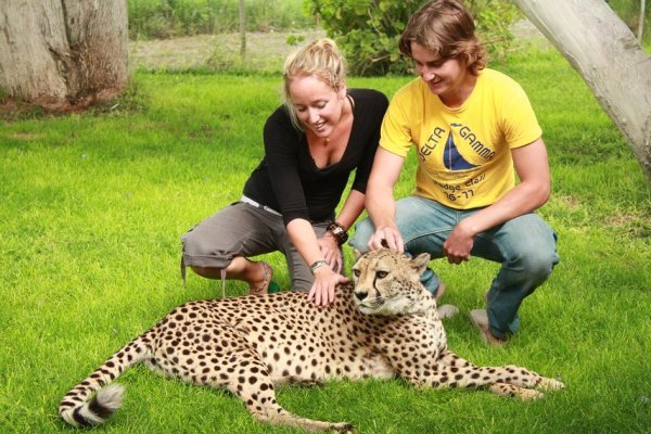 patting a purring cheetah