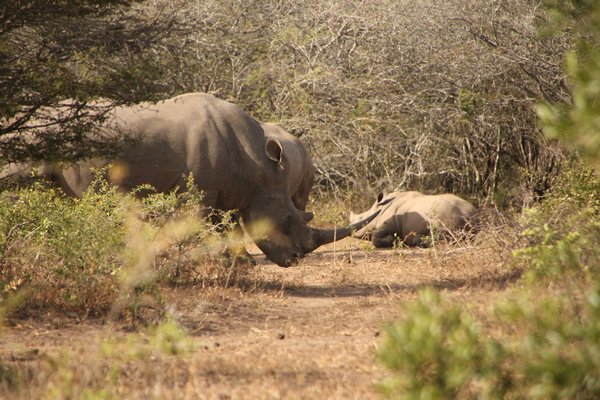 Rhino and Cub