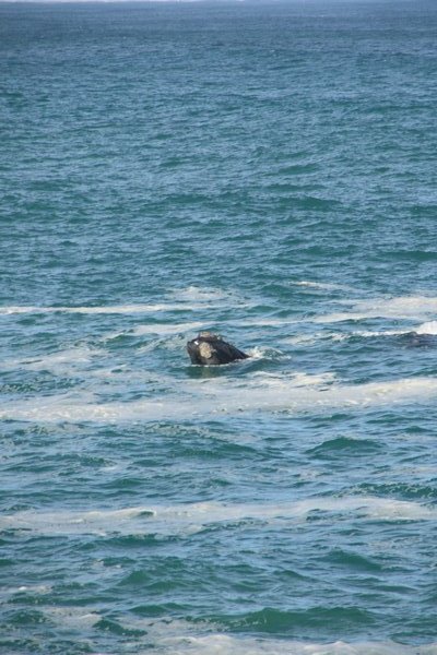 Whale from shore