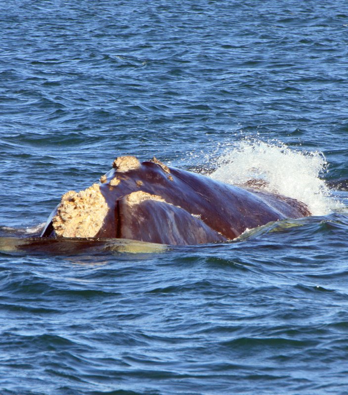 Southern Right whale takes a look