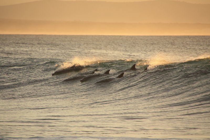 Dolphins surf at sunrise