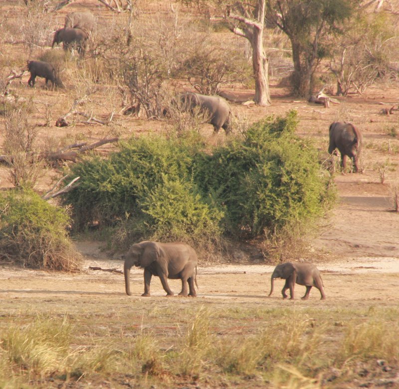 Elephants wandering the river banks