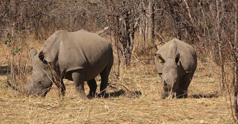 2 of the rhinos