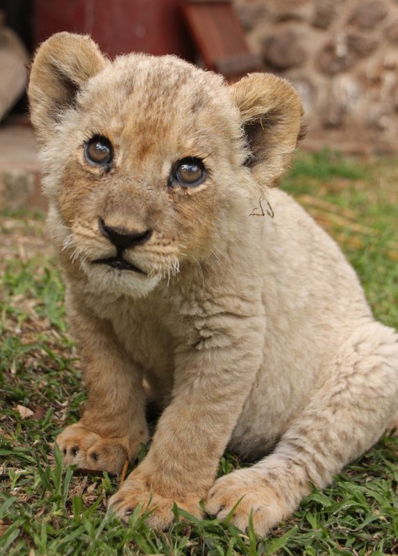 Meeting the 5 week old lion cubs