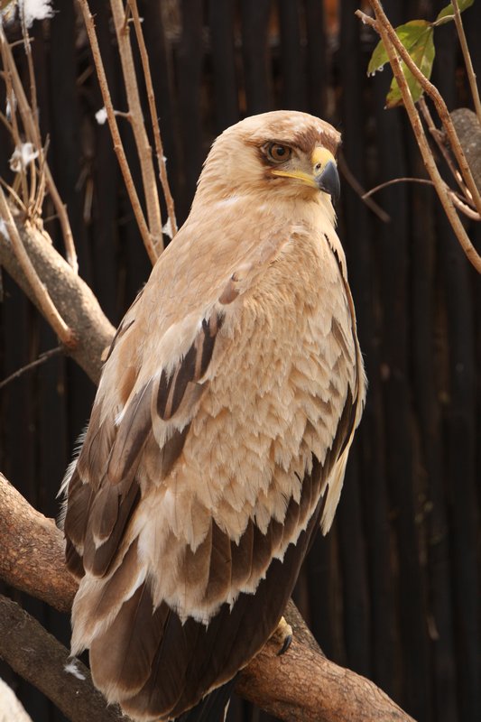 Tawny eagle with 1 wing