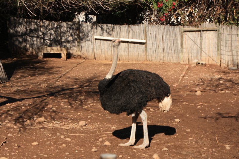 Mr. Ostrich