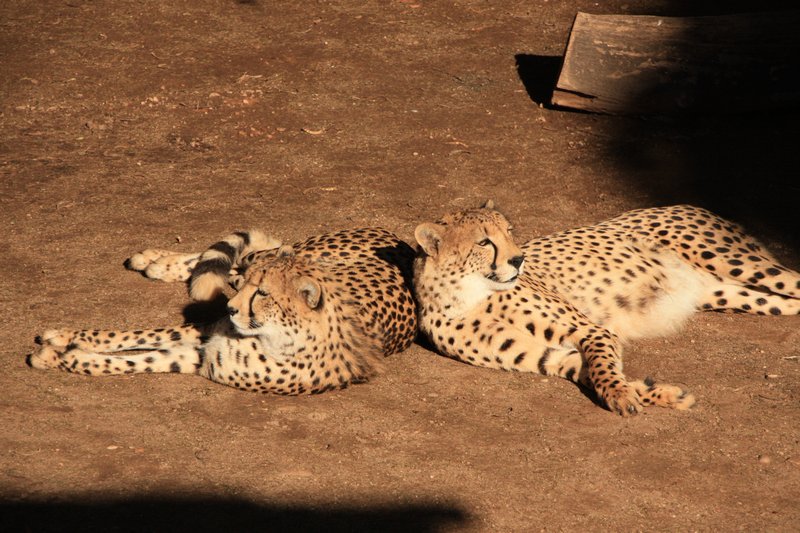 Cheetahs chilling in the sun