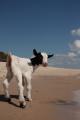 Random goat on the beach