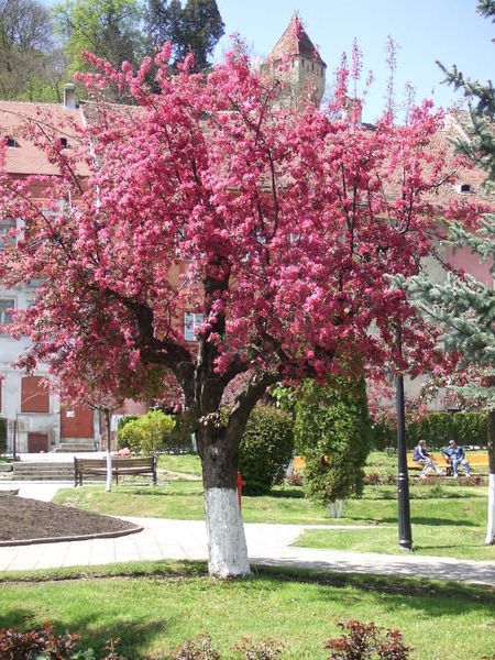 Blossom in Sighisoara