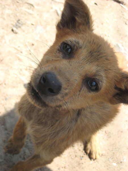 A Nepalize canine