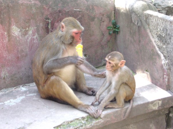Monkeys eating ice cream