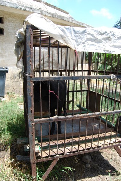 Egyptian dog cage?