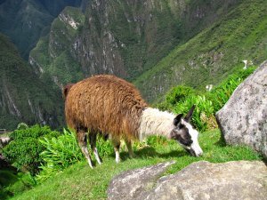 Machu Picchu 1 (7)