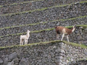 alpaca grass mowers of Machu Picchu (5)
