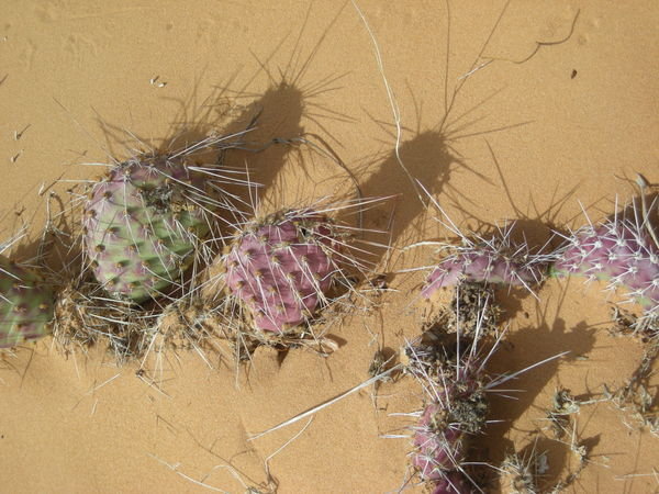 Cactus everywhere