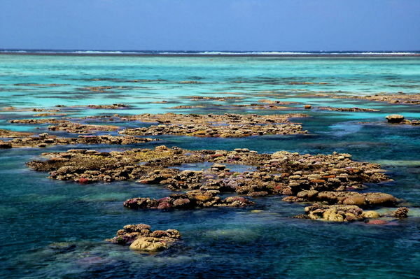 Opal Reef