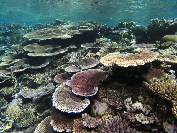 Coral Reef Shapes