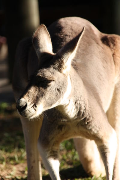 Skippy the Bush  Kangaroo