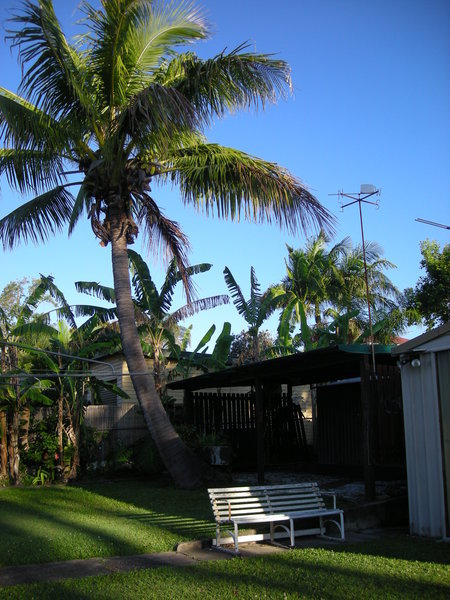 Our Very own Coconut Palm