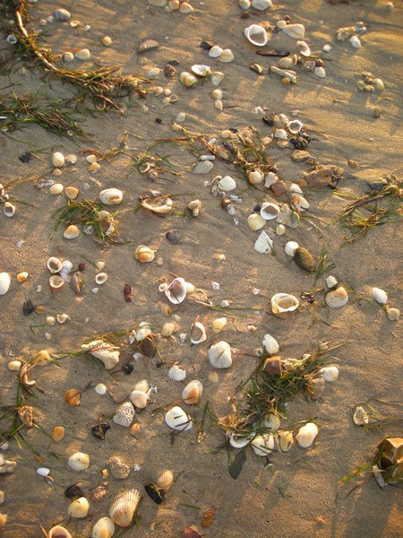 Shells along the shore.