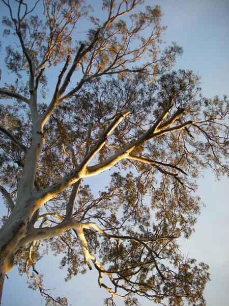 Gum tree against a blue sky