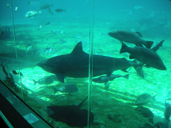 The Shark Aquarium