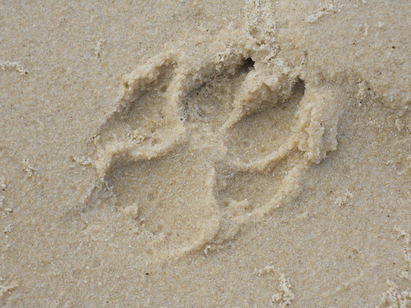 Dingo footprint.