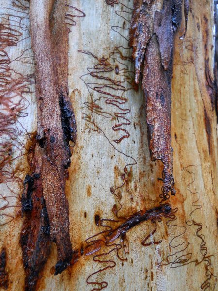 The Scribbly Gum Tree bark