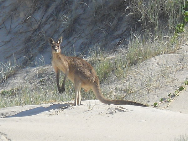 Kangaroo on the beach.