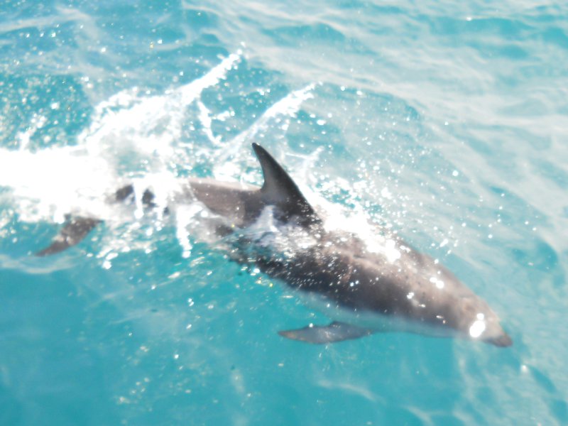 Dolphins swam infront of the boat.