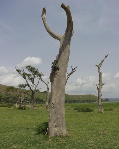Scenery near Lake Awasa