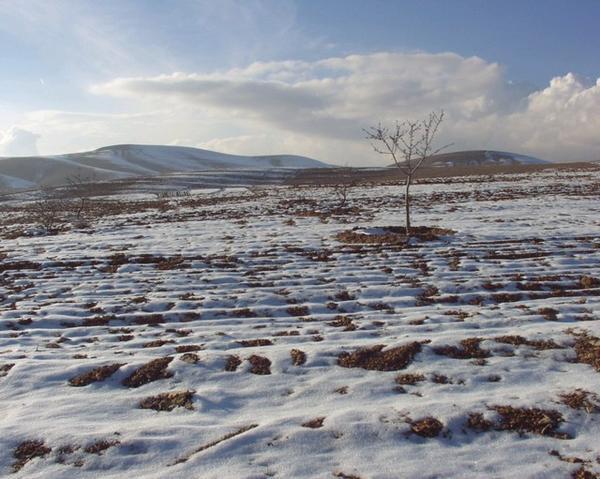 Almond Trees in the Snow