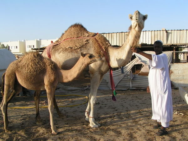 Camel Market, Doha