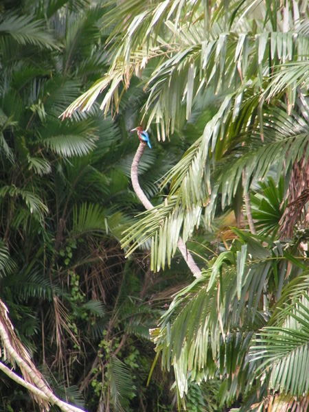 Kingfisher, Botanical Gardens, Kolkata