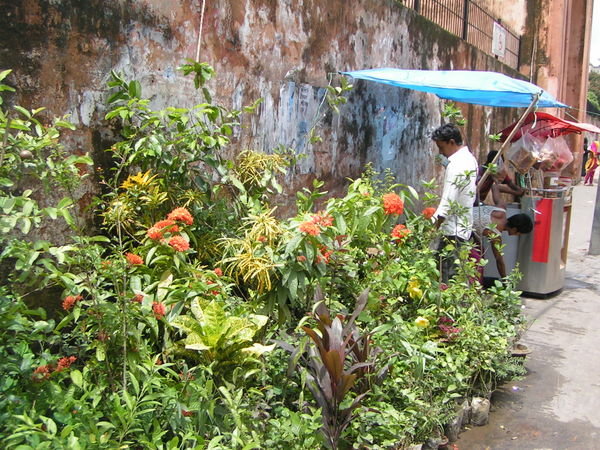 Plant Stall, Old Dhaka