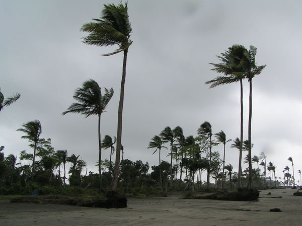 Trees Which Survived the Hurricane, Kuakata