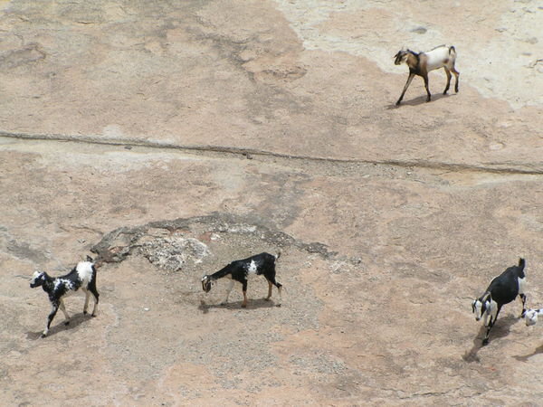 Goats Had No Vertigo Issues, Bhongir