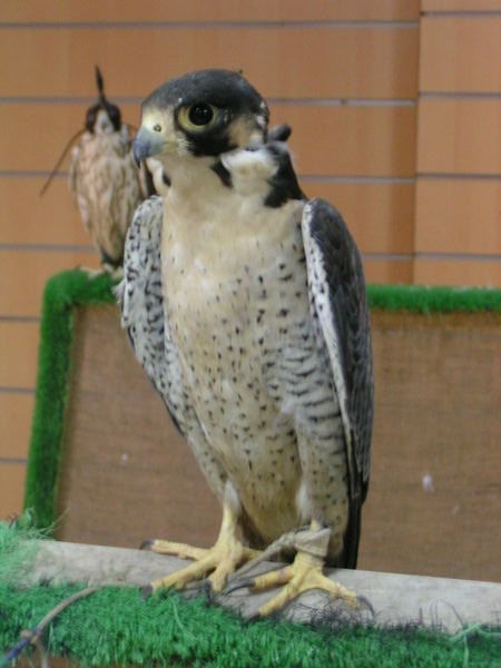 Peregrine Falcon, Falcon Centre, Dubai
