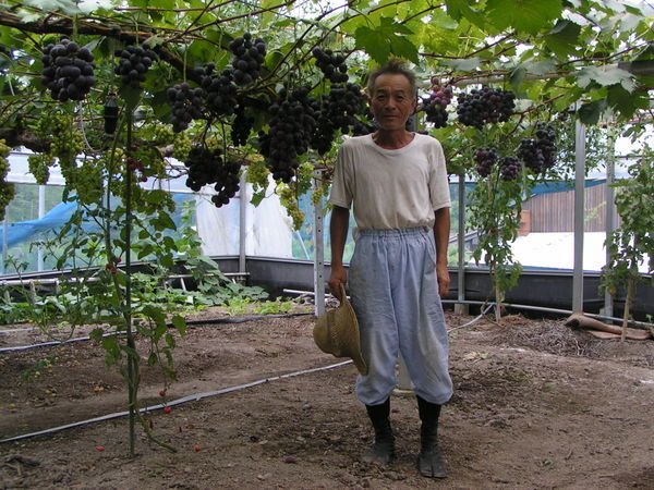 the grape farmer who gave us thousands of yen worth of grapes!