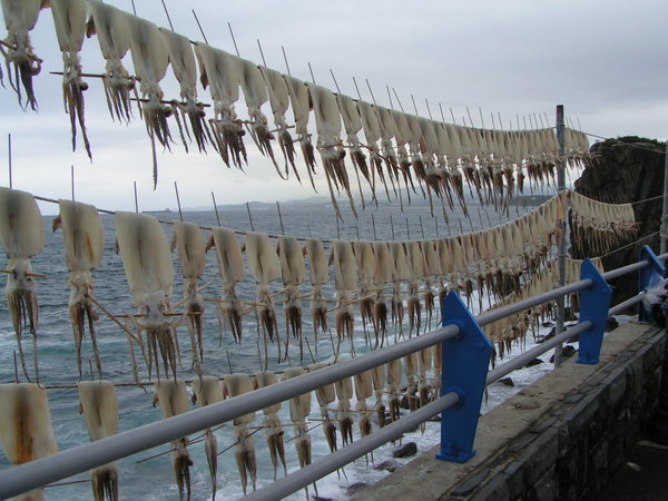 Squid drying, Dong Hae