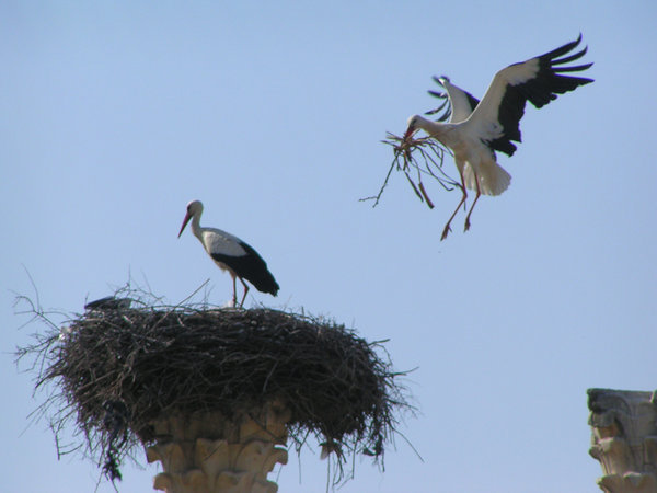 Storks Nesting