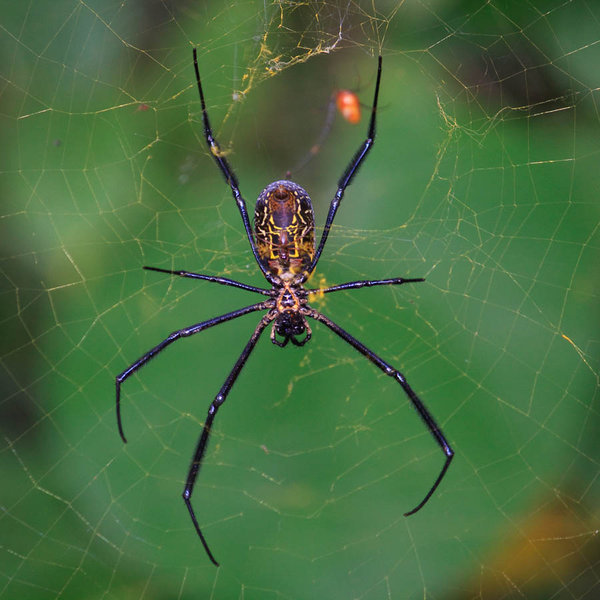 spider in Kouma Konda