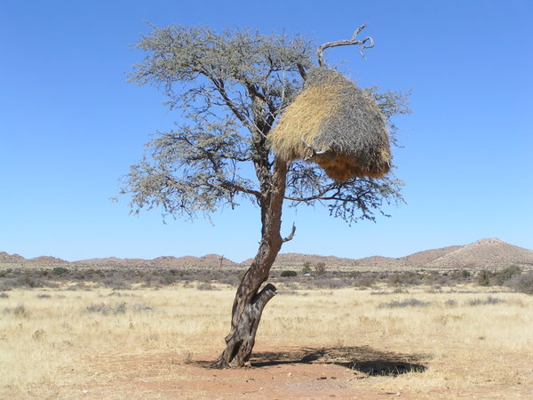 Huge Sociable Weaver Nest in Tree